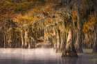 Autumn colors on Caddo Lake, Texas. Worlds largest bald cypress forest. Art Print
